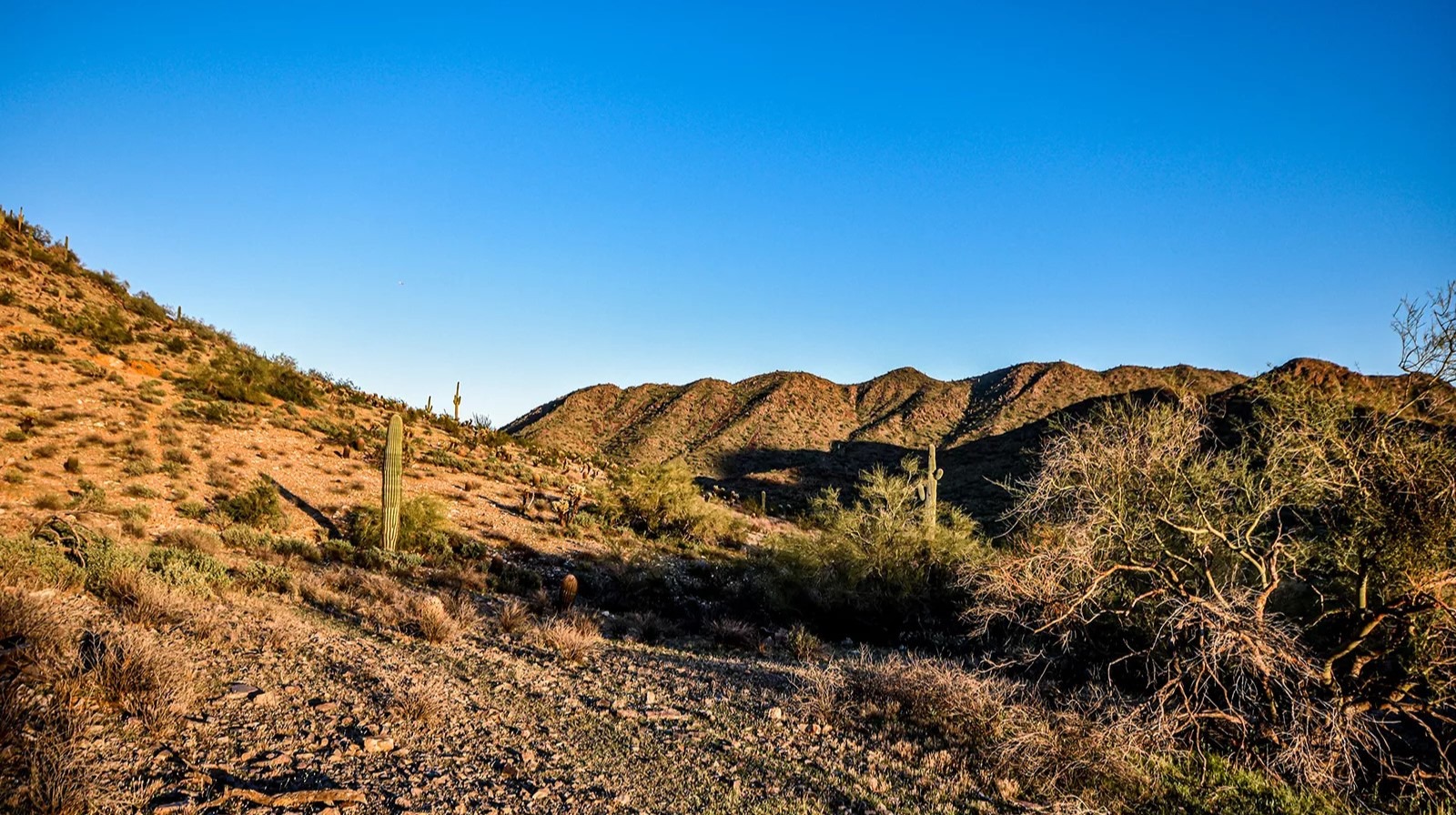 A desert landscape with sparse vegetation, cacti, and a range of hills in the Phoenix Mountain Preserve under a clear blue sky.